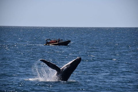 Adventure Whale Watching Tour Mooloolaba - Taree Accommodation 1