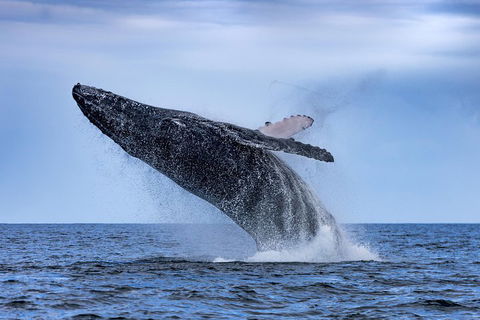 Adventure Whale Watching Tour Mooloolaba - Taree Accommodation 2