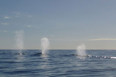 Adventure Whale Watching Tour Mooloolaba - Taree Accommodation 3