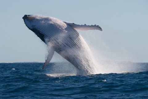 Adventure Whale Watching Tour Mooloolaba - Taree Accommodation 5