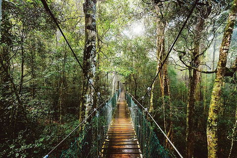 O'Reilly's & Lamington National Park From Gold Coast - Taree Accommodation 0