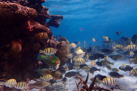 Lagoon Explorer - Ningaloo Reef Full-Day Kayaking And Snorkeling Adventure - Taree Accommodation 2