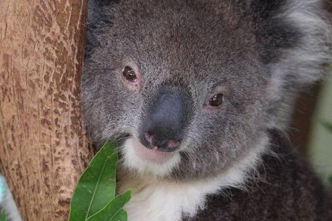 All Inclusive Blue Mountains Small-Group Day Trip From Sydney - Taree Accommodation 1
