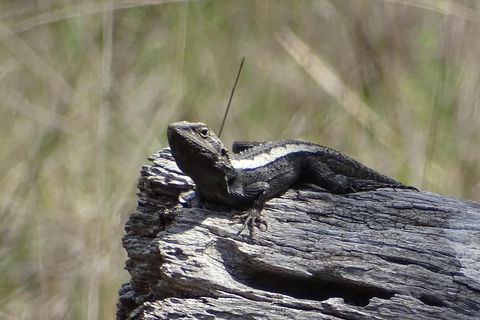 Inside The Greater Blue Mountains World Heritage - A Private Wildlife Safari Overnight - Taree Accommodation 2