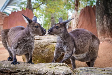 Australia Multi-City Attractions Pass - Taree Accommodation 4