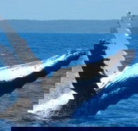 Mooloolaba Whale Watching Tour - Taree Accommodation