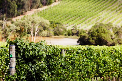 Yarra Valley Premium Tour Inc Lunch And Cheese, Chocolate Fondue At Rochford - Taree Accommodation 5