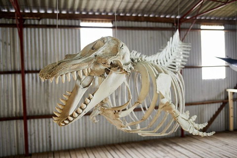 Albany's Whale Story - Taree Accommodation 3