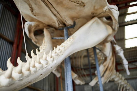 Albany's Whale Story - Taree Accommodation 5