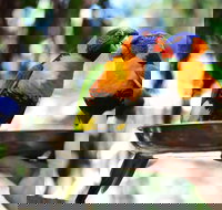 Wildlife Habitat Port Douglas - Taree Accommodation