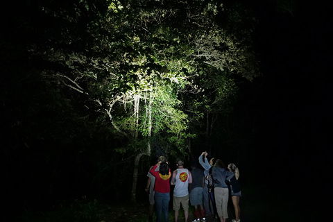 Atherton Tablelands Rain Forest By Night From Cairns - Taree Accommodation 2