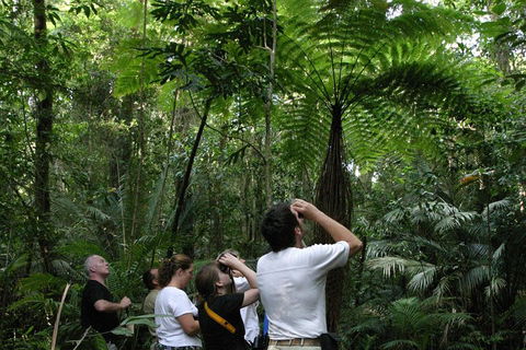 Atherton Tablelands Rain Forest By Night From Cairns - Taree Accommodation 3