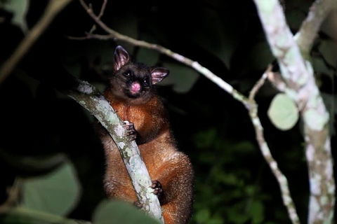 Atherton Tablelands Rain Forest By Night From Cairns - Taree Accommodation 4