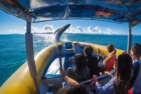 Ocean Rafting Tour To Whitehaven Beach, Hill Inlet Lookout & Top Snorkel Spots - Taree Accommodation 4