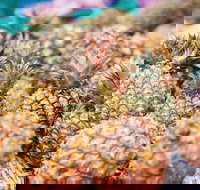 Sunshine Coast Eumundi Markets Return Minibus Transfer - Taree Accommodation