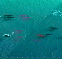 40-45 Minute Port Stephens and Stockton Beach Helicopter Flight - For 2 - Taree Accommodation