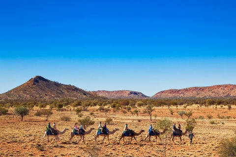 Alice Springs Camel Tour - Taree Accommodation 0