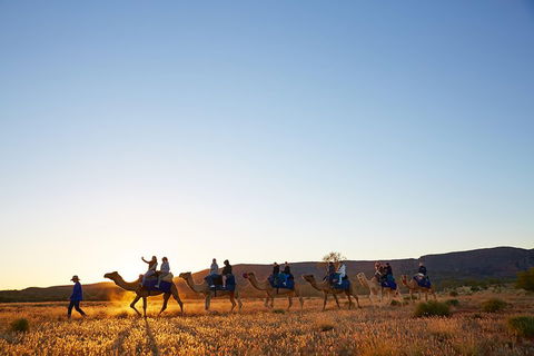 Alice Springs Camel Tour - Taree Accommodation 1