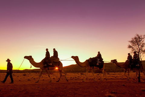 Alice Springs Camel Tour - Taree Accommodation 4