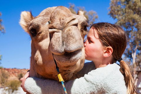 Alice Springs Camel Tour - Taree Accommodation 5