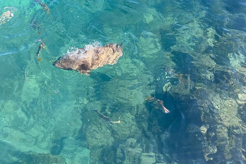 Aquascene Magnetic Island Discovery Tour - Taree Accommodation 1