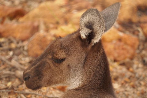 Australian Animals, Seascape And Sunset Photography Tour - Taree Accommodation 0