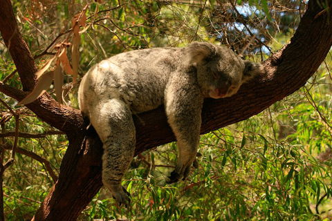 Australian Animals, Seascape And Sunset Photography Tour - Taree Accommodation 1