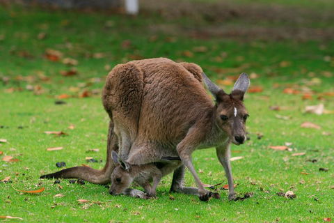Australian Animals, Seascape And Sunset Photography Tour - Taree Accommodation 2