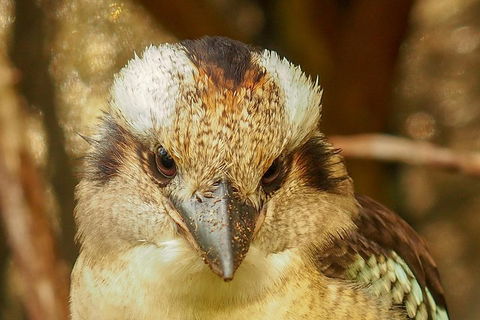 Australian Animals, Seascape And Sunset Photography Tour - Taree Accommodation 3