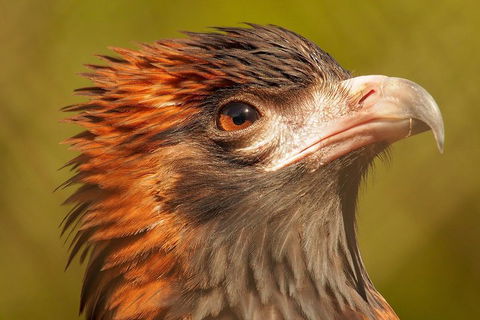 Australian Animals, Seascape And Sunset Photography Tour - Taree Accommodation 4