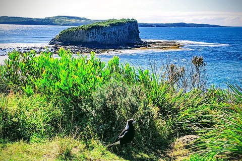 Erupting Blowholes And Ancient Rainforests With 'Personalised Sydney Tours' - Taree Accommodation 3