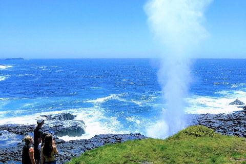 Erupting Blowholes And Ancient Rainforests With 'Personalised Sydney Tours' - Taree Accommodation 5