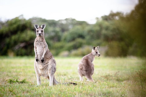 LGBT+ Friendly 3 Day Tour The Grampians, Daylesford & Ballarat - Taree Accommodation 2