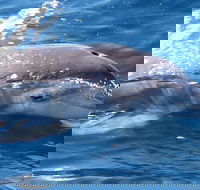 Jervis Bay Dolphin Watch Cruise - Taree Accommodation