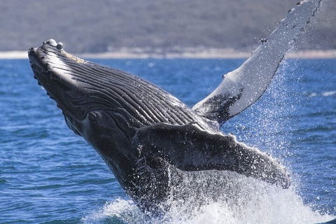 Whale Watching Jervis Bay - Taree Accommodation 2