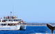 Whale Watching Jervis Bay - thumb 4