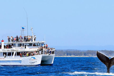 Whale Watching Jervis Bay - Taree Accommodation 4