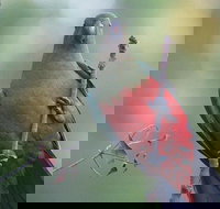 Inside the Greater Blue Mountains World Heritage - A Wildlife Safari Overnight - Taree Accommodation