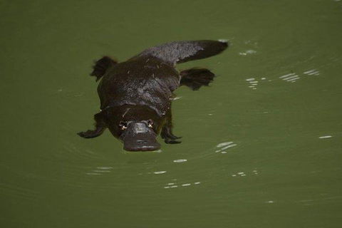 Inside The Greater Blue Mountains World Heritage - A Wildlife Safari Overnight - Taree Accommodation 5