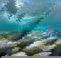 Manly and Shelly Beach Snorkeling Tour - Taree Accommodation