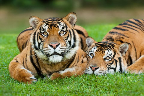 The Ultimate Gold Coast Attractions Pass - Taree Accommodation 2