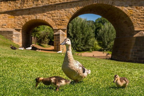 Richmond Historic Afternoon Tour From Hobart - Taree Accommodation 1