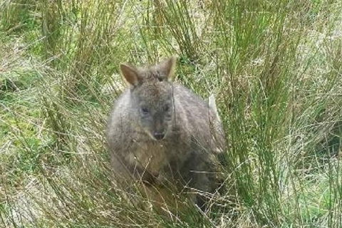 Leven Canyon Day Trip Including Wings Wildlife Park Or Gunns Plains Caves - Taree Accommodation 3