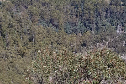 Leven Canyon Day Trip Including Wings Wildlife Park Or Gunns Plains Caves - Taree Accommodation 4