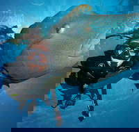 Great Barrier Reef Snorkeling and Diving Cruise from Cairns - Taree Accommodation