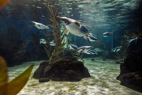 SEA LIFE Sydney Aquarium Entrance Ticket - Taree Accommodation 0