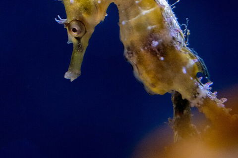 SEA LIFE Sydney Aquarium Entrance Ticket - Taree Accommodation 4