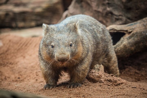 WILD LIFE Sydney Entrance Ticket - Taree Accommodation 0