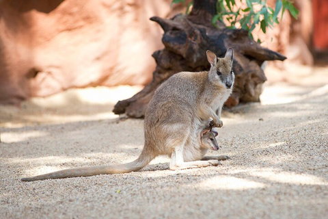 WILD LIFE Sydney Entrance Ticket - Taree Accommodation 2