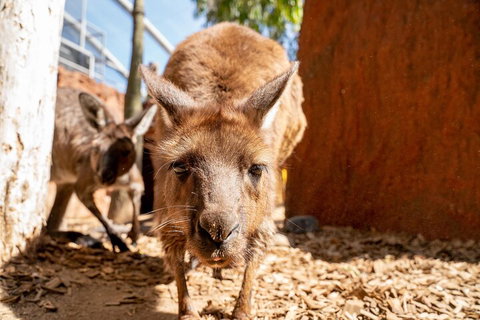 WILD LIFE Sydney Entrance Ticket - Taree Accommodation 3